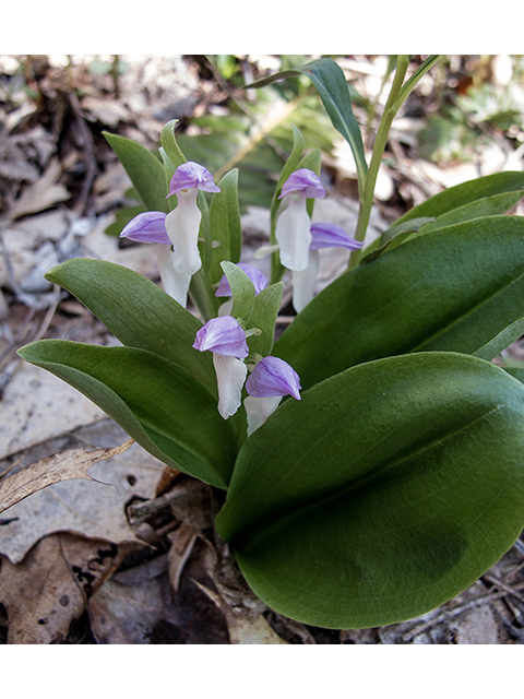 Galearis spectabilis (Showy orchid) #66413