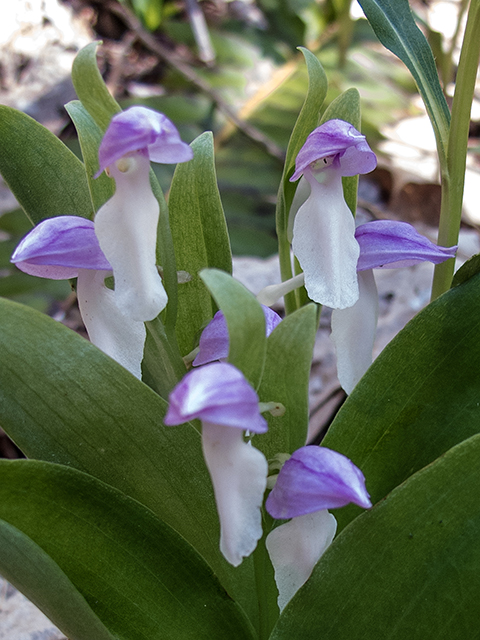 Galearis spectabilis (Showy orchid) #66414