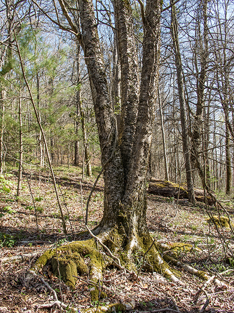 Betula alleghaniensis (Yellow birch) #66415