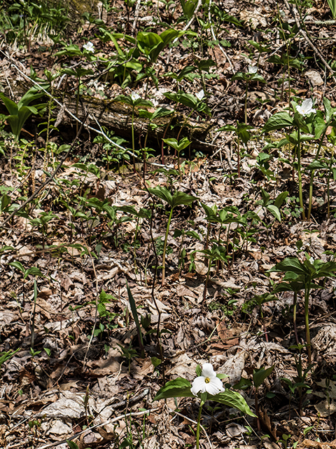 Trillium grandiflorum (White wake-robin) #66418