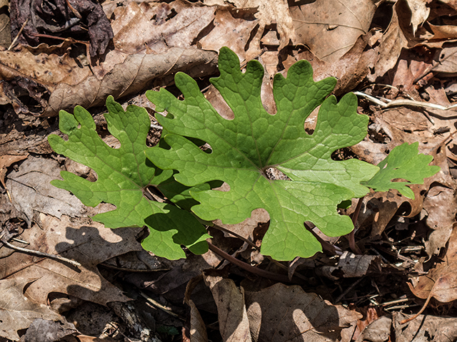 Sanguinaria canadensis (Bloodroot) #66420