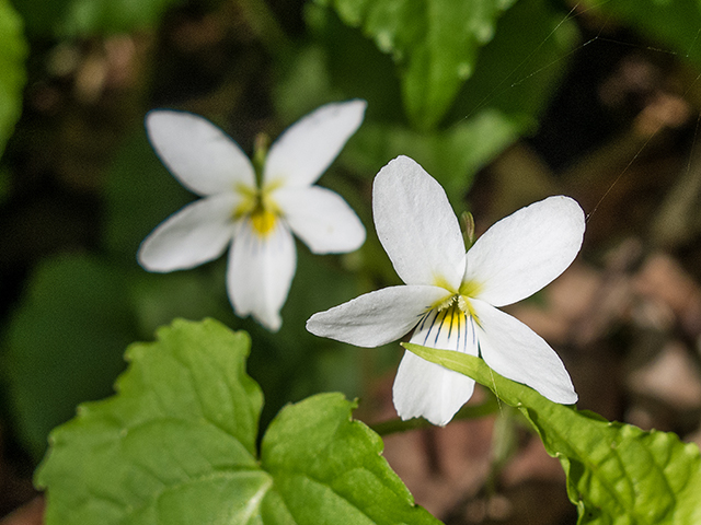 Viola canadensis (Canadian white violet) #66429