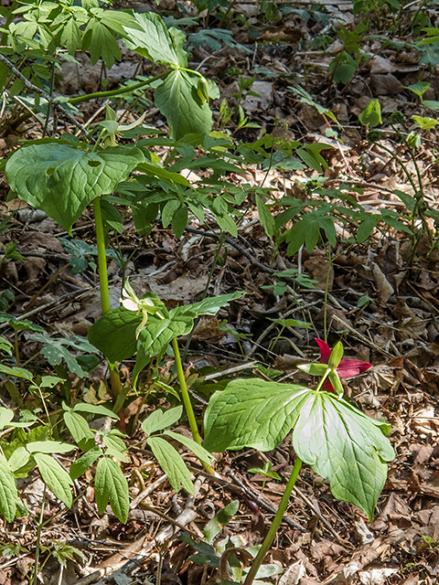 Trillium erectum (Red trillium) #66431