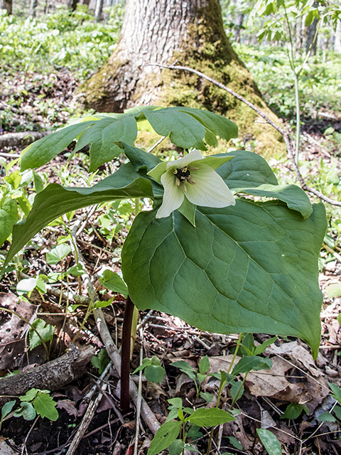 Trillium erectum (Red trillium) #66432