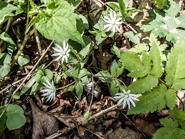 Stellaria pubera (Star chickweed) #66434