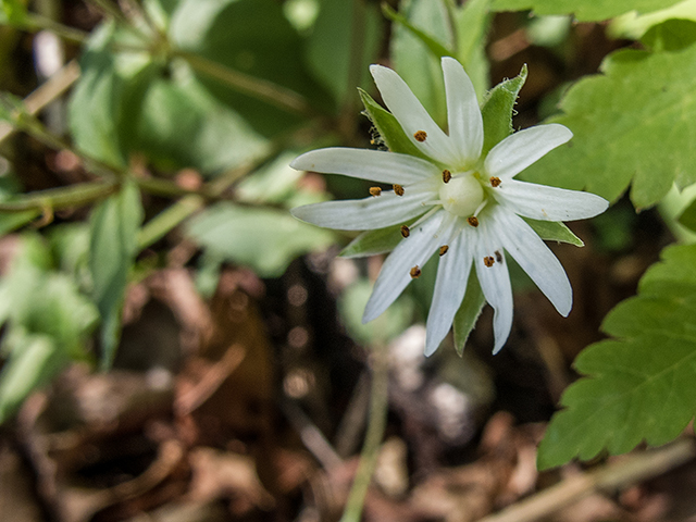 Stellaria pubera (Star chickweed) #66435