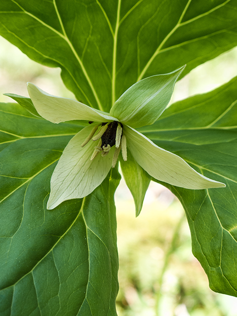 Trillium erectum (Red trillium) #66436