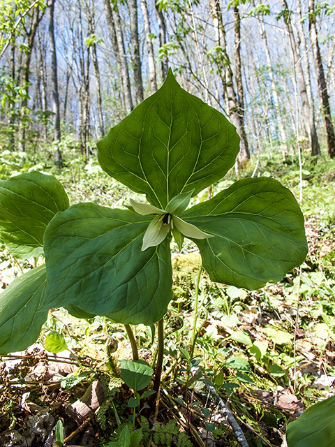 Trillium erectum (Red trillium) #66437