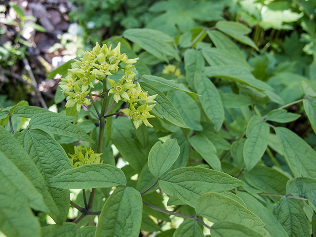 Caulophyllum thalictroides (Blue cohosh) #66445