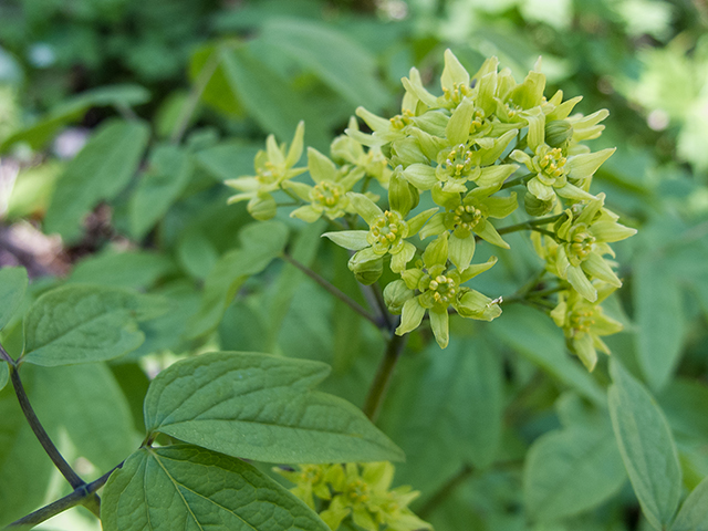 Caulophyllum thalictroides (Blue cohosh) #66446