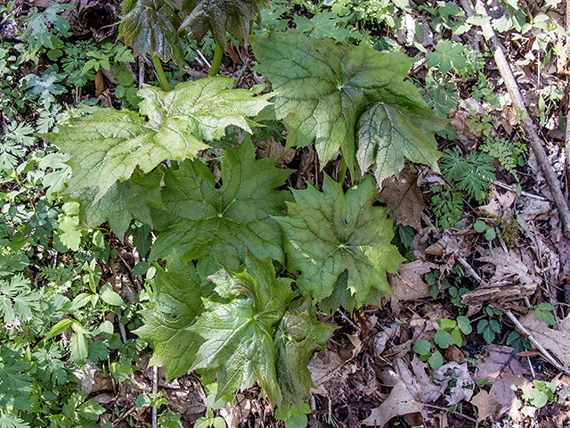 Diphylleia cymosa (American umbrellaleaf) #66451