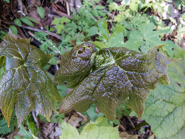 Diphylleia cymosa (American umbrellaleaf) #66452