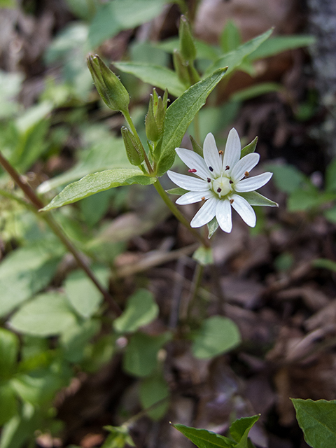 Stellaria pubera (Star chickweed) #66455