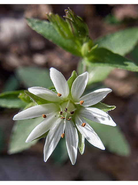 Stellaria pubera (Star chickweed) #66457