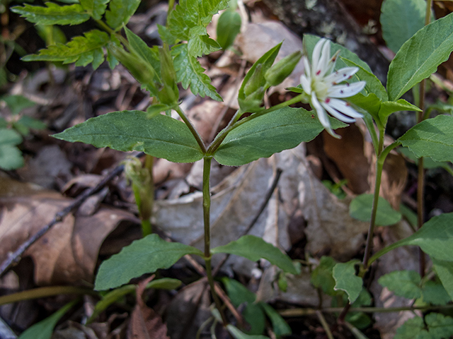 Stellaria pubera (Star chickweed) #66458