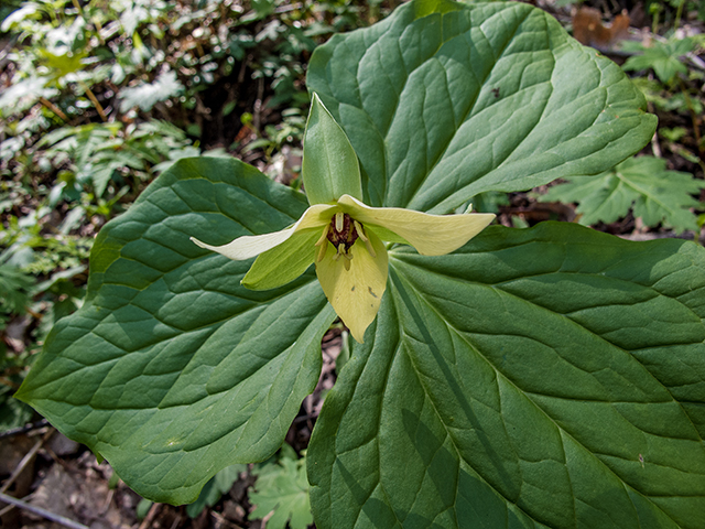 Trillium erectum (Red trillium) #66459