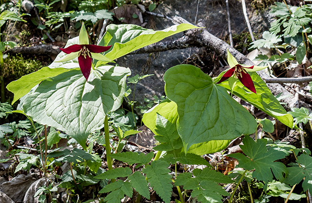 Trillium erectum (Red trillium) #66460