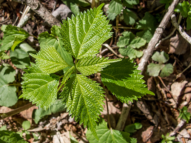 Laportea canadensis (Canadian woodnettle) #66461