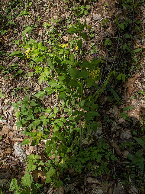 Thaspium barbinode (Hairy-jointed meadowparsnip) #66481