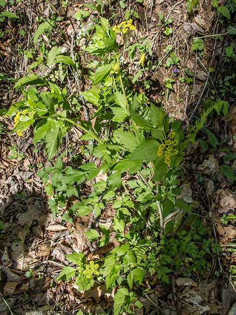 Thaspium barbinode (Hairy-jointed meadowparsnip) #66482