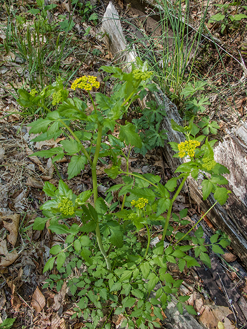 Thaspium barbinode (Hairy-jointed meadowparsnip) #66485