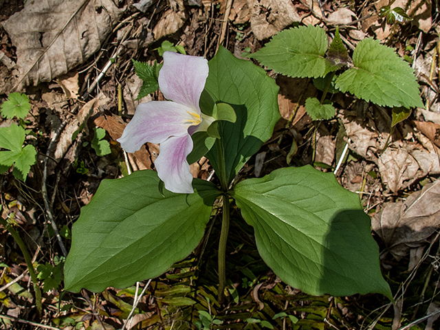 Trillium grandiflorum (White wake-robin) #66486