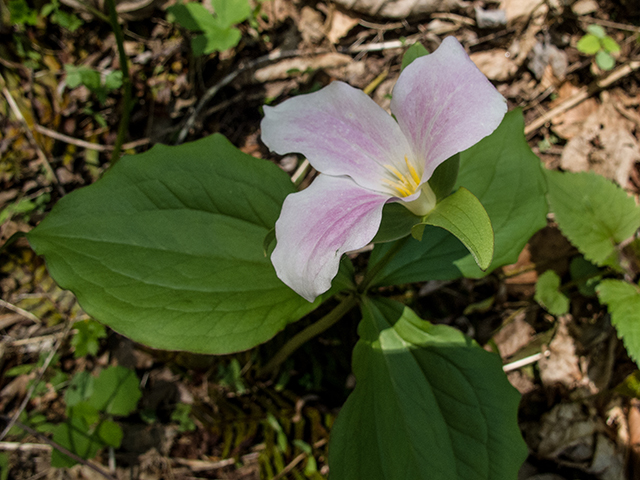 Trillium grandiflorum (White wake-robin) #66487