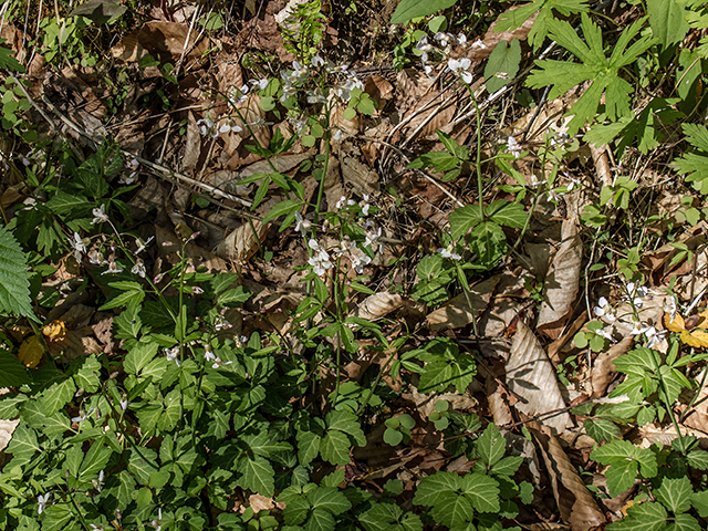 Cardamine diphylla (Crinkleroot) #66488