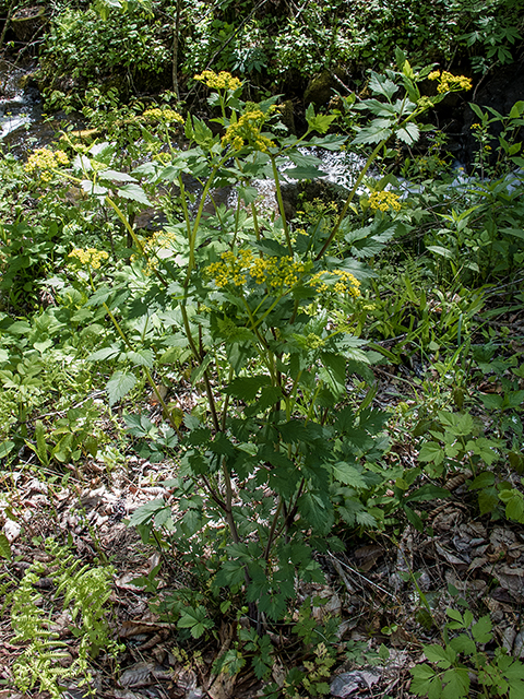 Thaspium barbinode (Hairy-jointed meadowparsnip) #66497