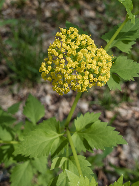 Thaspium barbinode (Hairy-jointed meadowparsnip) #66498