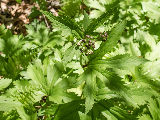 Trautvetteria caroliniensis (Carolina bugbane) #66506