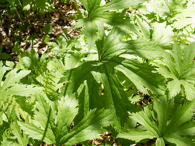 Trautvetteria caroliniensis (Carolina bugbane) #66507