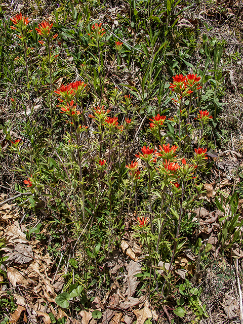 Castilleja coccinea (Scarlet paintbrush) #66526