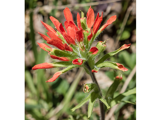 Castilleja coccinea (Scarlet paintbrush) #66529