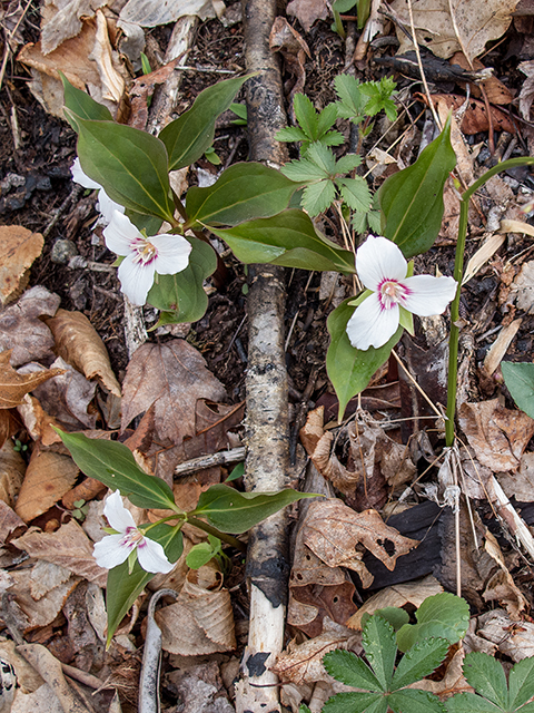 Trillium undulatum (Painted trillium) #66551