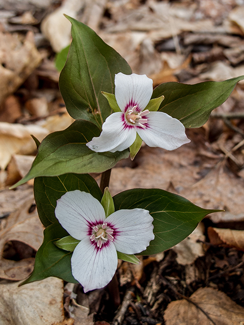 Trillium undulatum (Painted trillium) #66552