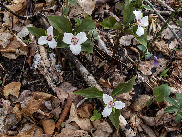 Trillium undulatum (Painted trillium) #66553