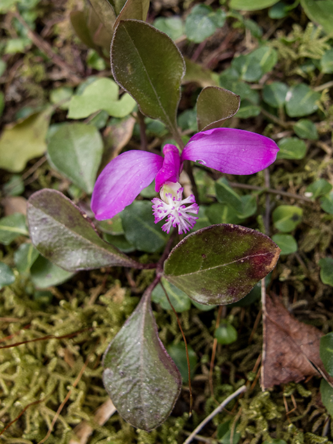 Polygala paucifolia (Gaywings) #66571