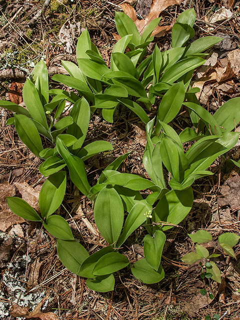 Clintonia umbellulata (White clintonia) #66596