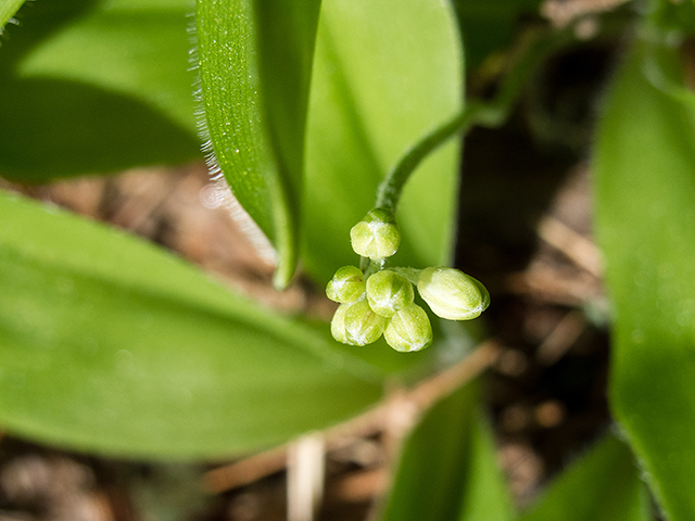 Clintonia umbellulata (White clintonia) #66597