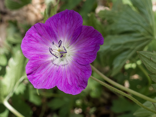 Geranium maculatum (Spotted geranium) #66612