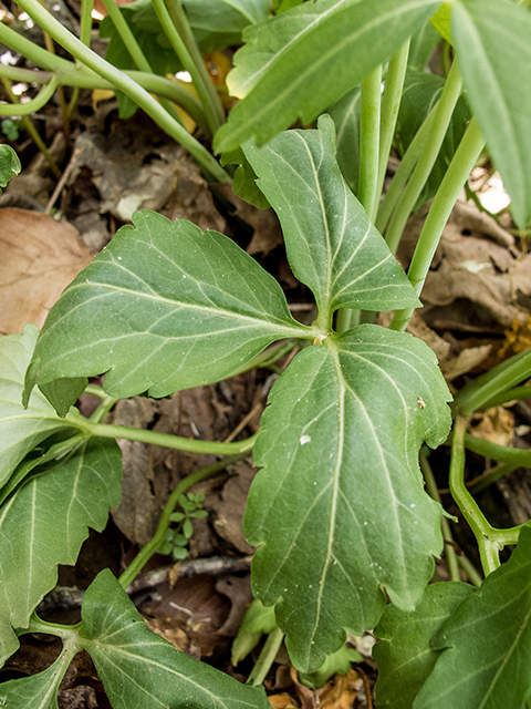 Cardamine diphylla (Crinkleroot) #66615