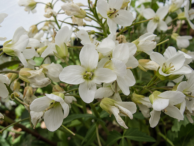 Cardamine diphylla (Crinkleroot) #66616