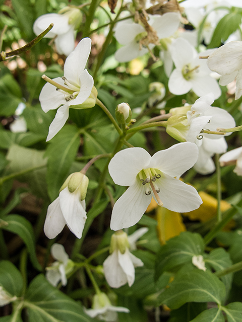 Cardamine diphylla (Crinkleroot) #66617