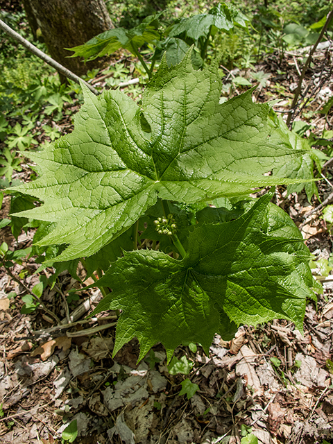 Diphylleia cymosa (American umbrellaleaf) #66619