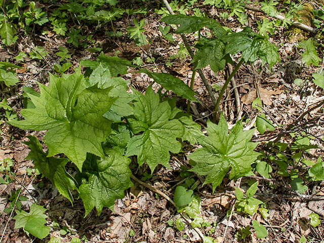 Diphylleia cymosa (American umbrellaleaf) #66620