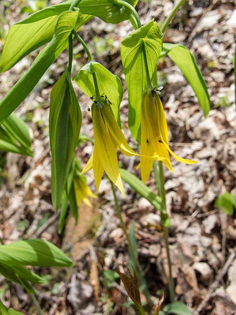 Uvularia grandiflora (Largeflower bellwort) #66624