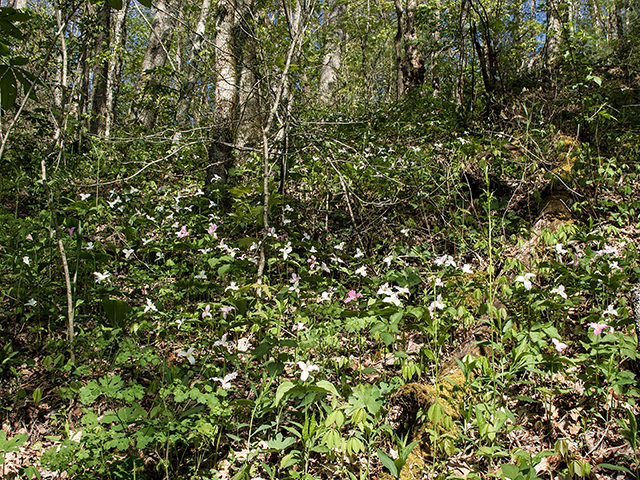 Trillium grandiflorum (White wake-robin) #66630