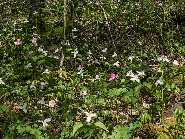 Trillium grandiflorum (White wake-robin) #66631