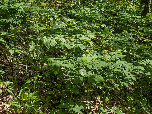 Caulophyllum thalictroides (Blue cohosh) #66634